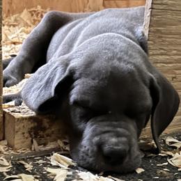 Great Dane Puppies from BkB’s House of Danes