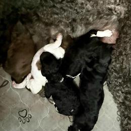 Liberty - Cafe au lait female Poodle puppy in Meadowbrook, California from Standard Poodle Pups