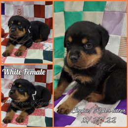 French Bulldog, Miniature Schnauzer, and Rottweiler Puppies from Mystique Kennel