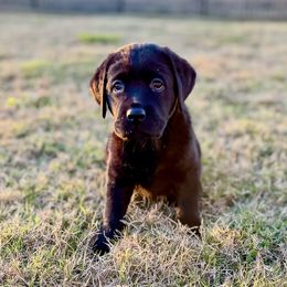 Boo - Black female Dilute Retriever puppy in Rockwall, Texas from T3 Pups