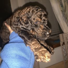 Goldendoodle Puppies from Drea’s Doodles