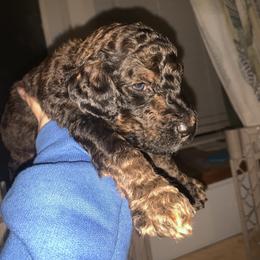 Goldendoodle Puppies from Drea’s Doodles