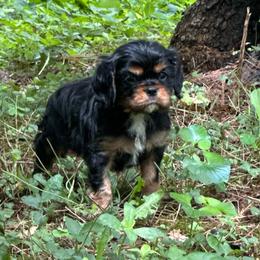 Cooper - Black and tan male Cavalier King Charles Spaniel puppy in Watkinsville, Georgia from Cavaliers of Windsor