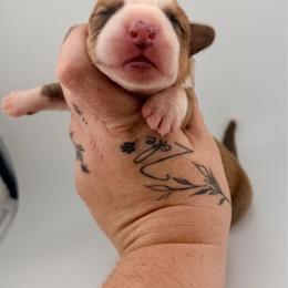 Timmer - Sable and white male Cardigan Welsh Corgi puppy in Bland, Missouri from Shadey Lane Corgis
