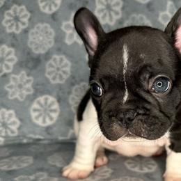 Boy 2 - White and brindle French Bulldog puppy in The Dalles, Oregon from RC French Bulldogs