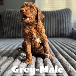 Goldendoodle Puppies from Beamans Doodle Farm
