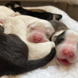 English Shepherd Puppies from Blackbird English Shepherds