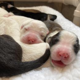 English Shepherd Puppies from Blackbird English Shepherds