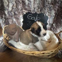 Gale - Brown and white female Saint Berdoodle puppy in Traverse City, Michigan from Bare Paws Saint Berdoodles