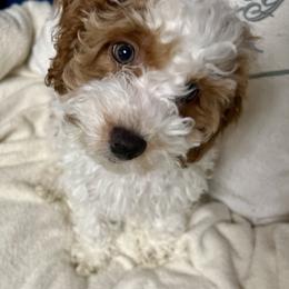 Cockapoo Puppies from Cockapoo
