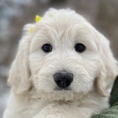 Pyredoodles from Perfect Pyredoodles