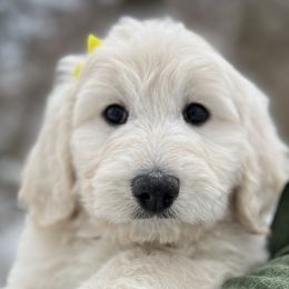 Pyredoodles from Perfect Pyredoodles