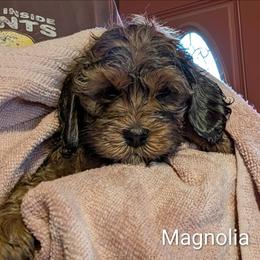 Magnolia - Sable female Cockapoo puppy in Sunset, Louisiana from Cano Cockapoos
