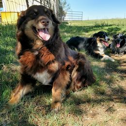 Dixie - Australian Shepherd