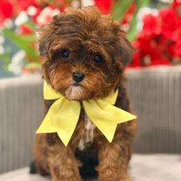 Butterscotch - Sable female Cavapoo puppy in Apple Valley, California from Fletcher Fuzzy Friends