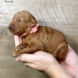 Julie - Red  female Poodle puppy in Abilene, Texas from Mesquite Kennels