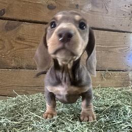 Gus - Chocolate and cream male Dachshund puppy in Sallisaw, Oklahoma from Wild West Dachshunds