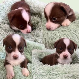 Tim McGraw - Liver and white male American Corgi puppy in Wapakoneta, Ohio from Rocking D-C Canines