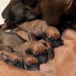 Green collar boy - Wheaten blk nose male Rhodesian Ridgeback puppy in Middletown, Ohio from Mutare Ridgebacks