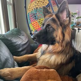 German Shepherds from Over The Moon Shepherds