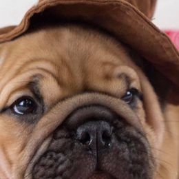 Bulldogs from Lone Pine Bullies