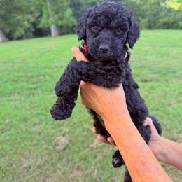 Oliver - Black male Goldendoodle puppy in Jasper, Georgia from Harrington Doodles & Poodles