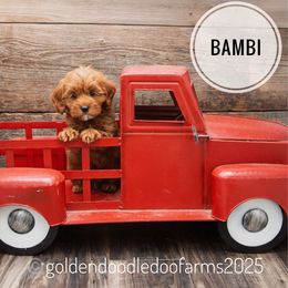 Bambi - Red  male Goldendoodle puppy in Hyrum, Utah from Goldendoodledoo Farms