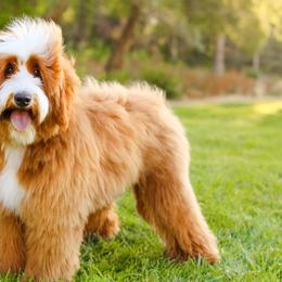 Aussiedoodles, Australian Mountain Doodles, and Bernedoodles from Cottonwood Creek Doodles