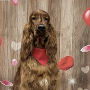 Irish Setters from Sasta Irish Setters