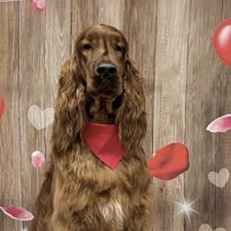 Irish Setters from Sasta Irish Setters