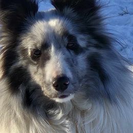 Lacey - Shetland Sheepdog