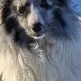 Lacey - Shetland Sheepdog