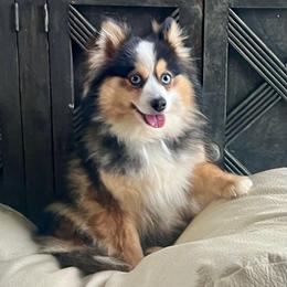 Ava - Pomsky