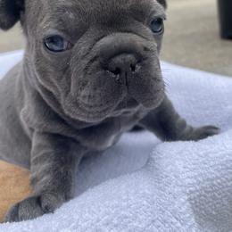 French Bulldog Puppies from Nick’s pups