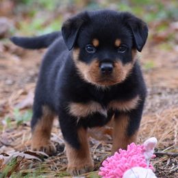 Brussel Sprout - Black and mahogany male Rottweiler puppy in Catawissa, Pennsylvania from Sharp Ridge Rottweilers