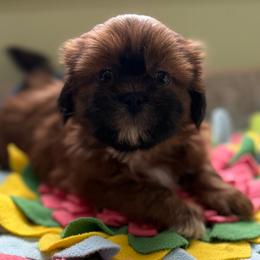 Bryson - Red male Shih Tzu puppy in Stafford, Virginia from Bayview Pups