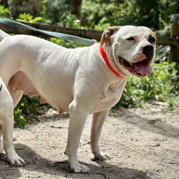 Zoom - American Bulldog