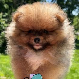 Tito- 3250.00 dollars - Orange sable male Pomeranian puppy in Perry County, Ohio from Speechless Pom’s