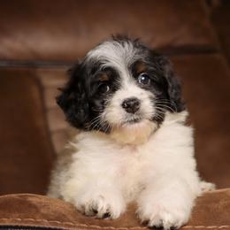 Biscotti - Black and white male Bernedoodle puppy in Youngstown, Florida from Wonderland’s Boujie Kennels