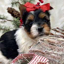 Vixie - Black tan and white female Biewer Terrier puppy in Winslow, Arkansas from Morning Glory Puppies