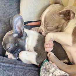 Boston Terrier and French Bulldog Puppies from High Plains