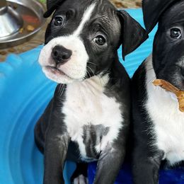 Zazzy - American Staffordshire Terrier puppy in Spring Grove, Virginia from Lizera Bulldogs and AmStaffs