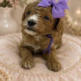 Purple bow - Red female Cavapoo puppy in Waskom, Texas from Pearls & Curls doodles & poodles