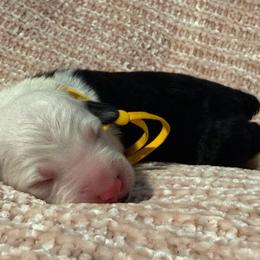 Yellow - Gray and white male Old English Sheepdog puppy in Iowa from Midwest Puppy Paws