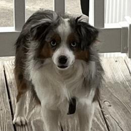 Blueberry - Miniature Australian Shepherd