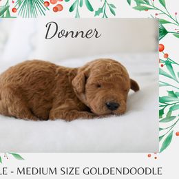 Donner - Red  male Goldendoodle puppy in Wilson, North Carolina from Cedar Creek Doodles