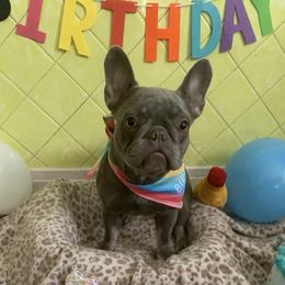 Bella - French Bulldog