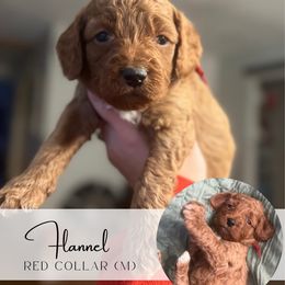 FLANNEL - Red  male Goldendoodle puppy in Watertown, New York from True Friend Doodles