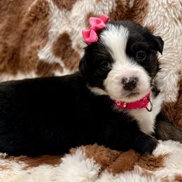 Dark pink - Black tri female Miniature Australian Shepherd puppy in 32046, Florida from River Hill Ranch