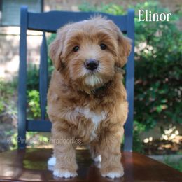Australian Labradoodle Puppies from Pinnacle Labradoodles